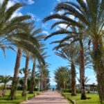 Stunning palm trees line a path leading to the beach in Djerba Midun, Tunisia.